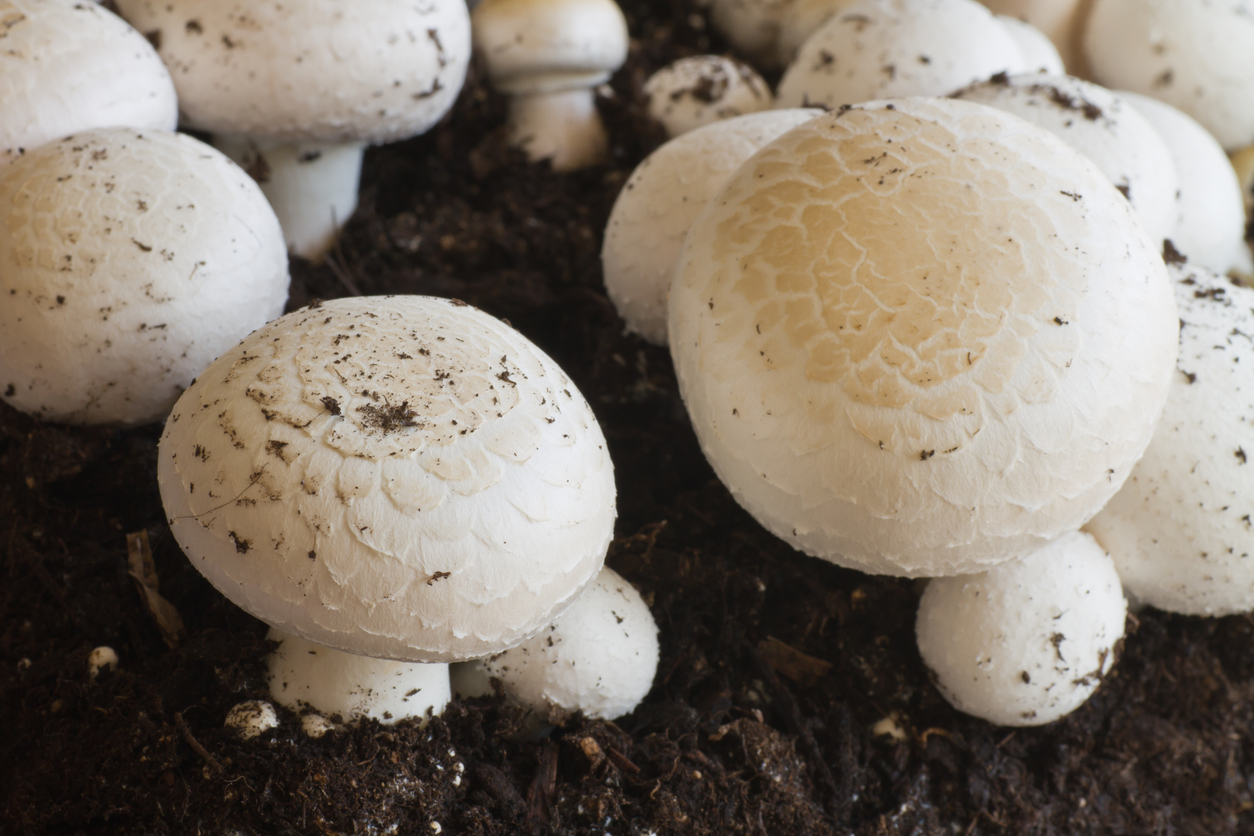 Comment Cultiver Des Champignons Sous Serre  Stuffed mushrooms, Mushroom  cultivation, Vegetables