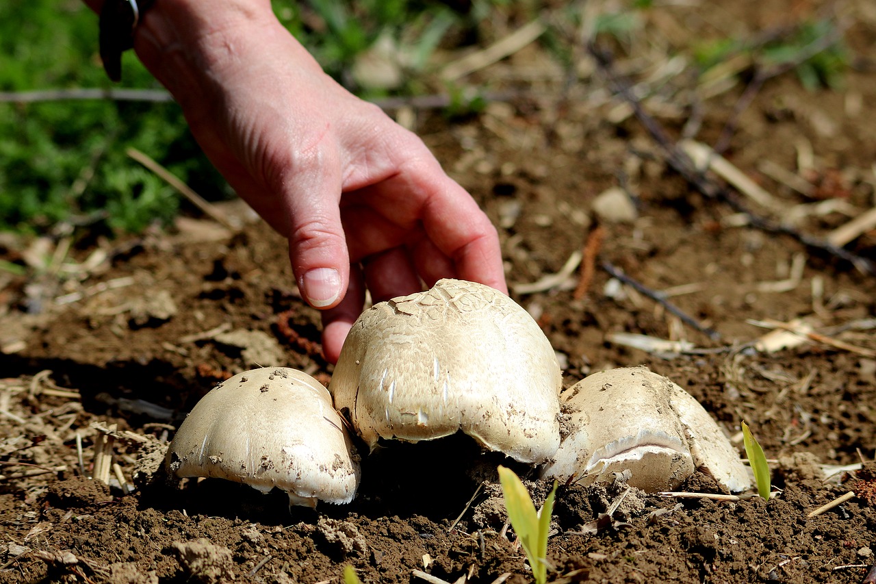 Comment savoir si un champignon est comestible ?