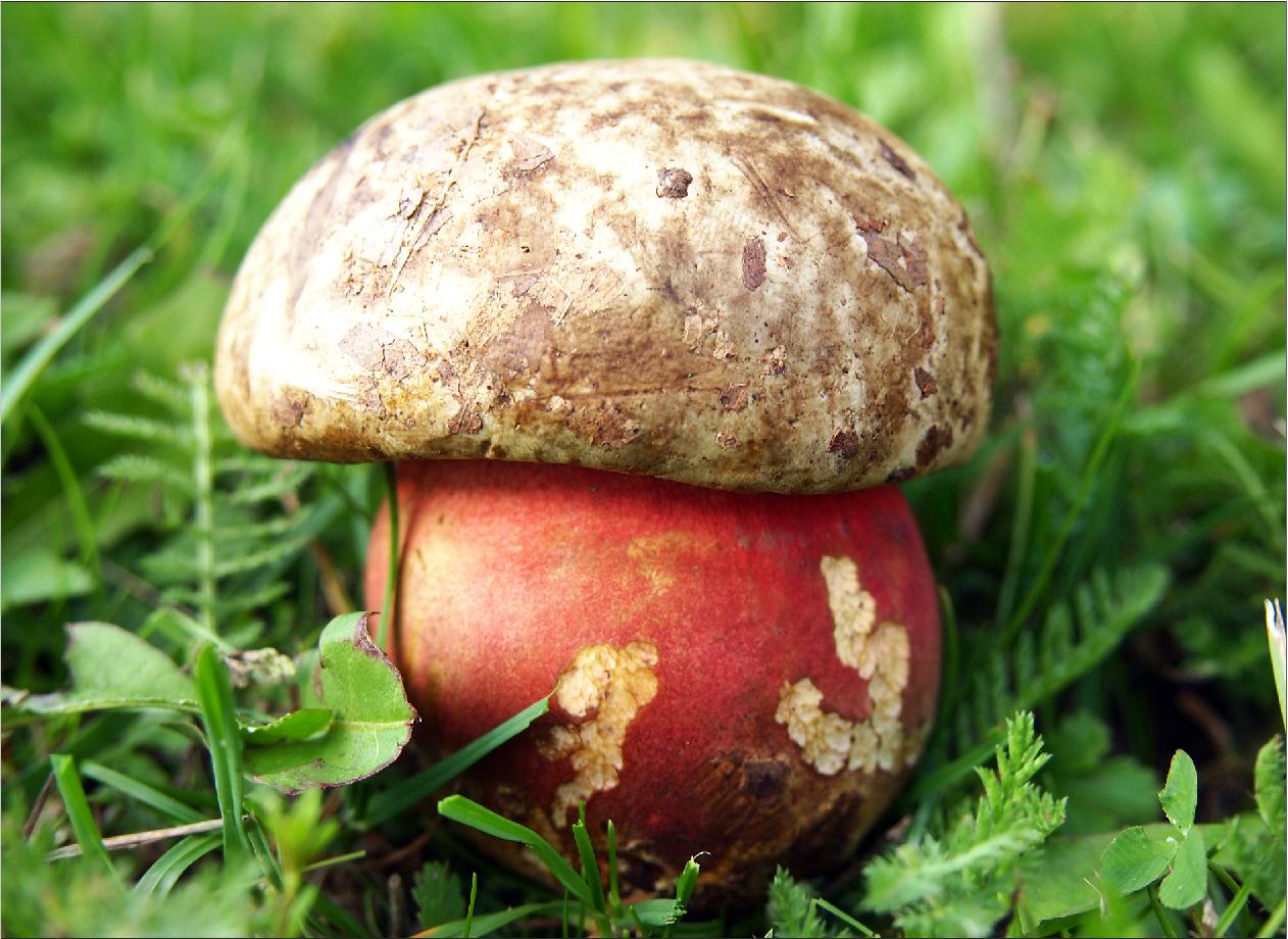 Le cèpe de Bordeaux [ Boletus Edulis ] Cultiver les champignons — free download