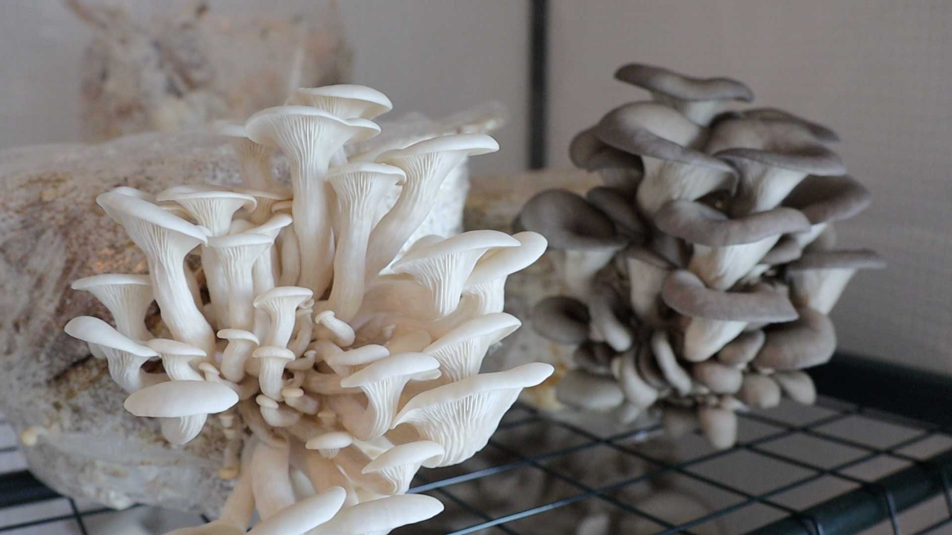 Formation à la culture des champignons : Le myciculteur d'intérieur