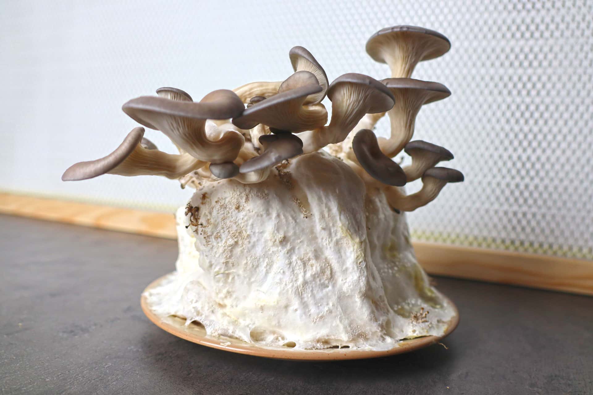 Comment faire pousser des champignons sur du papier toilette ? [Tuto]