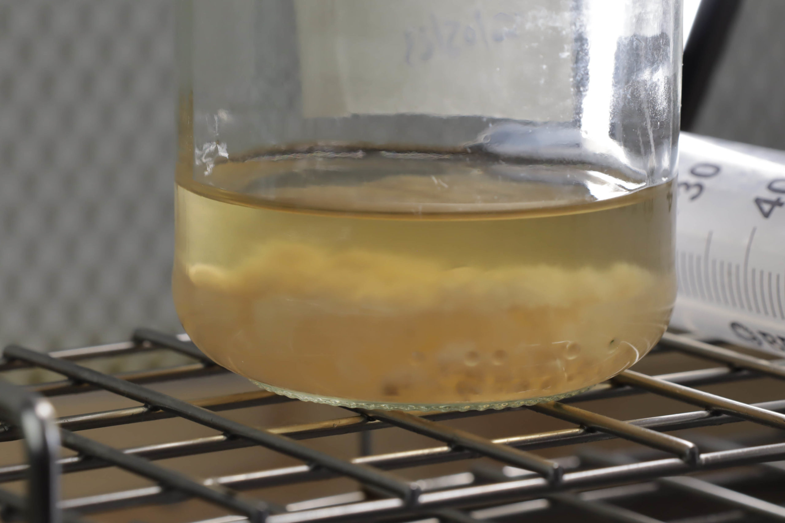 Comment fabriquer une culture liquide de mycélium ? [Tutoriel]