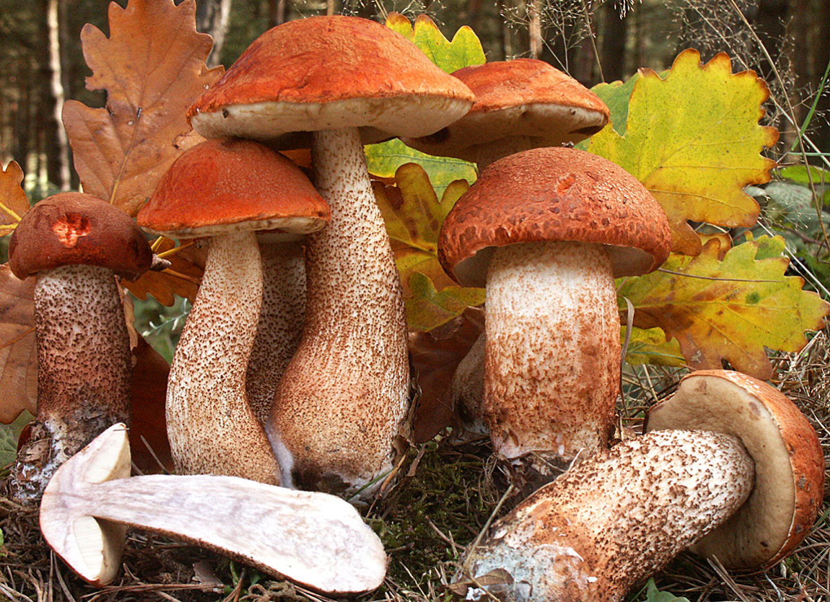 Le Bolet Orang Leccinium Aurantiacum 